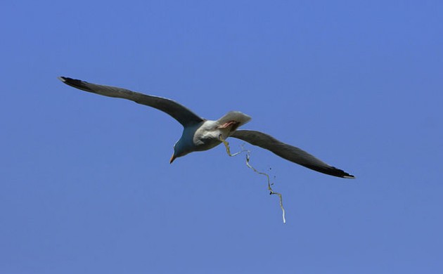 640px-DefecatingSeagull-630x390.jpg