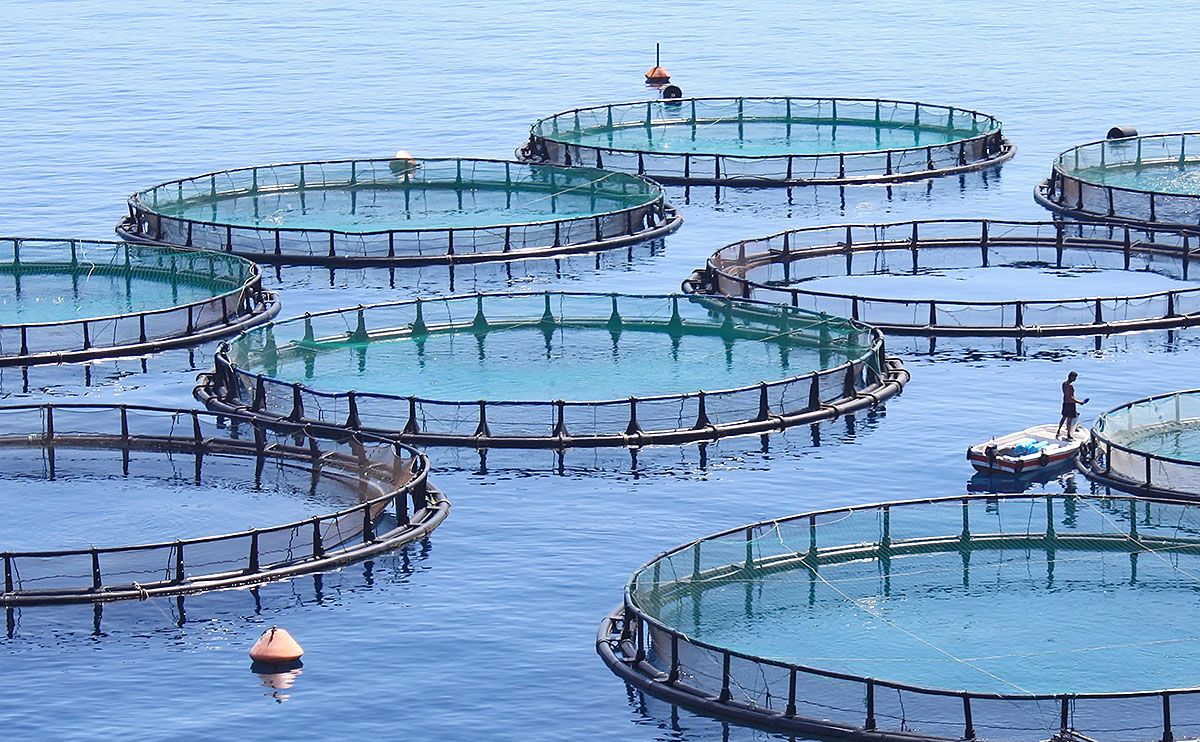 The government is cracking down hard on aquaculture in Denmark