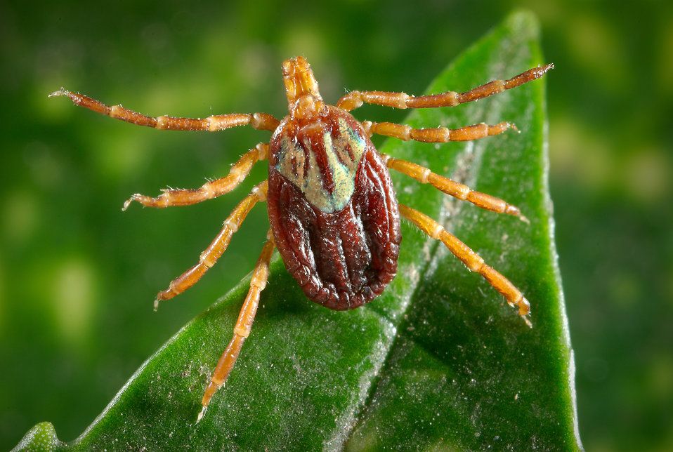 Ticks carrying a new form of bacteria
