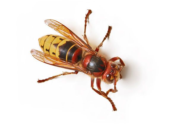 Giant hornet becoming more widespread