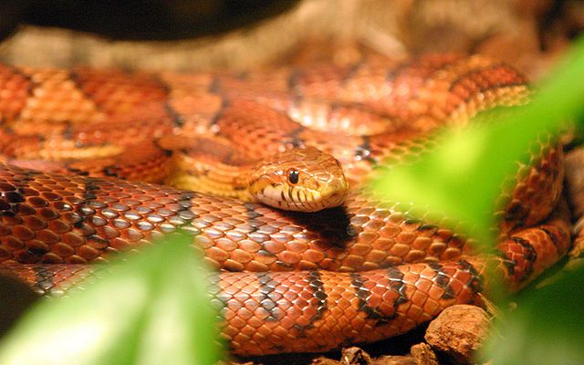 Live snake found in Copenhagen supermarket toilet