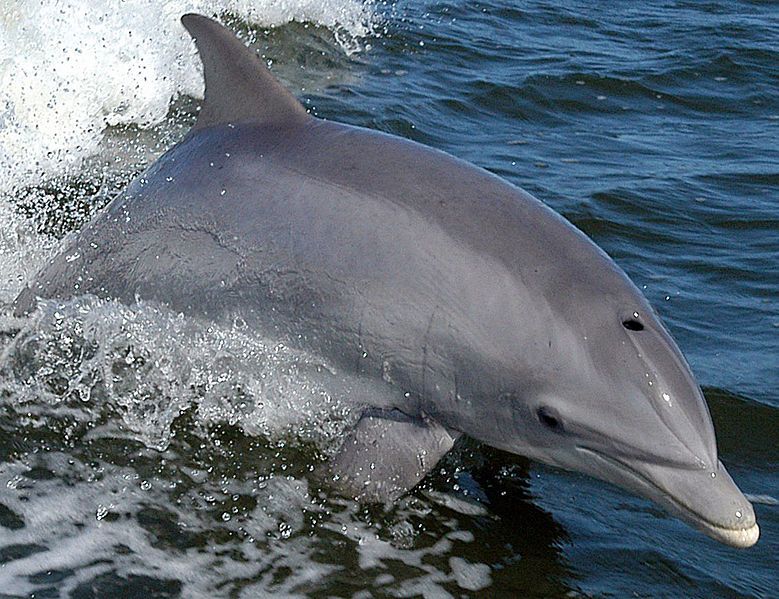 Bottlenose dolphins spotted near Funen