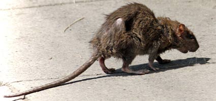 Copenhagen swamped by rats