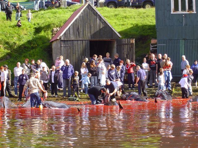 Danish politicians slammed with protests over pilot whale hunt