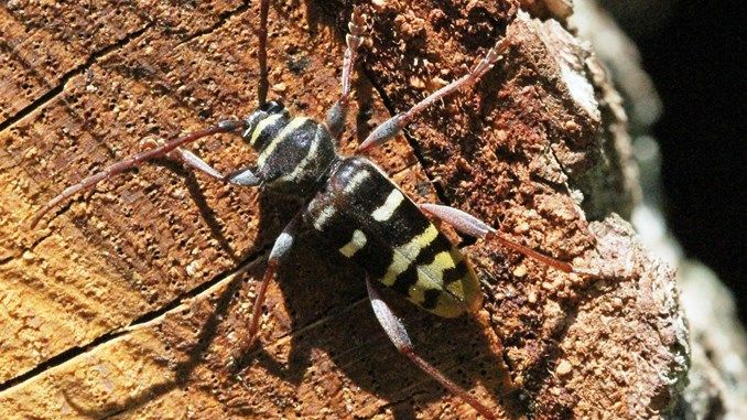 Sensational beetle find in Denmark