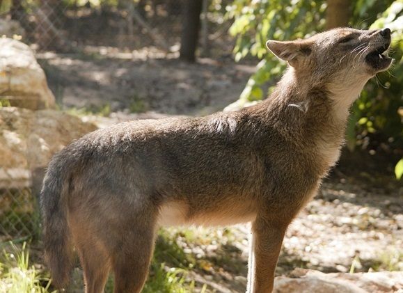 European jackal found in Denmark - The Post – The Post