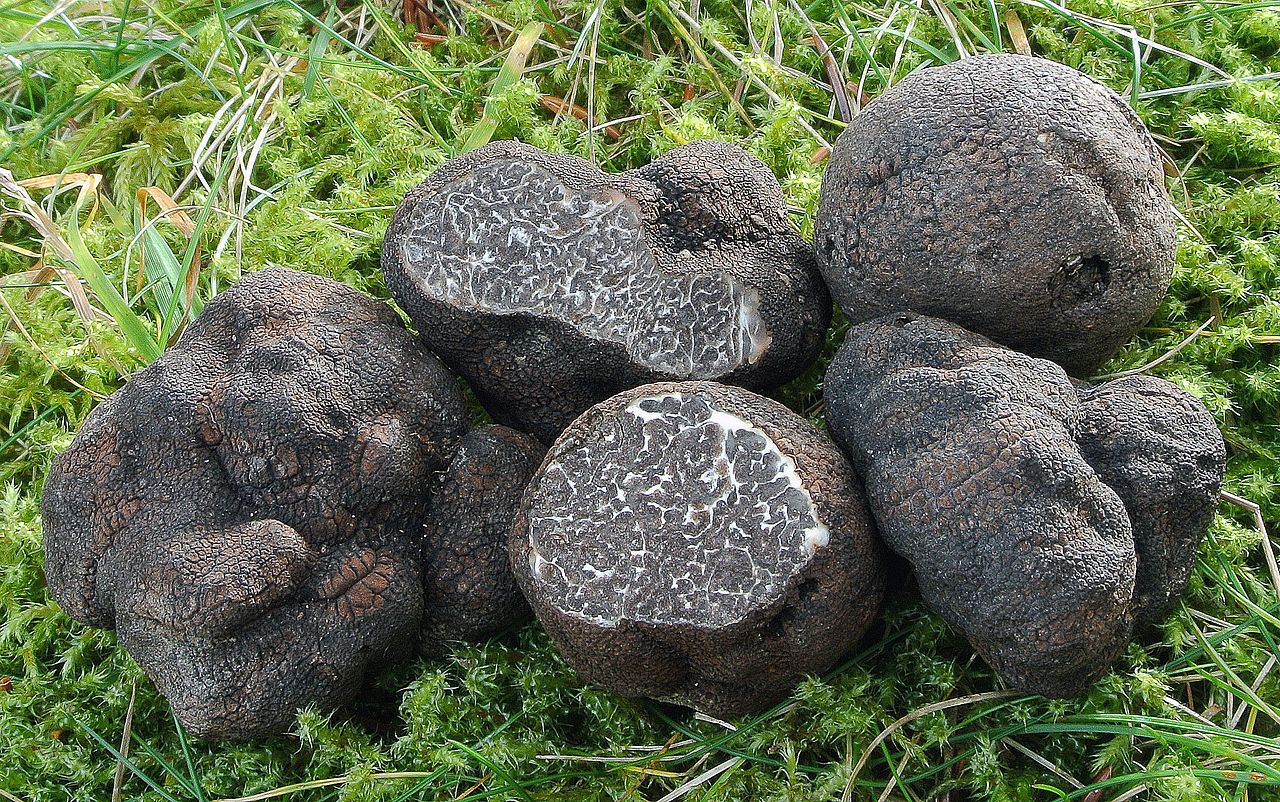 Extremely rare truffle found on Lolland