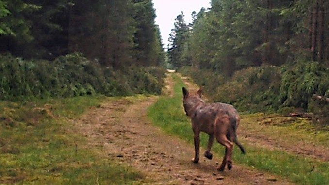 Photogenic wolf and invasive deer in Denmark’s central Jutland region