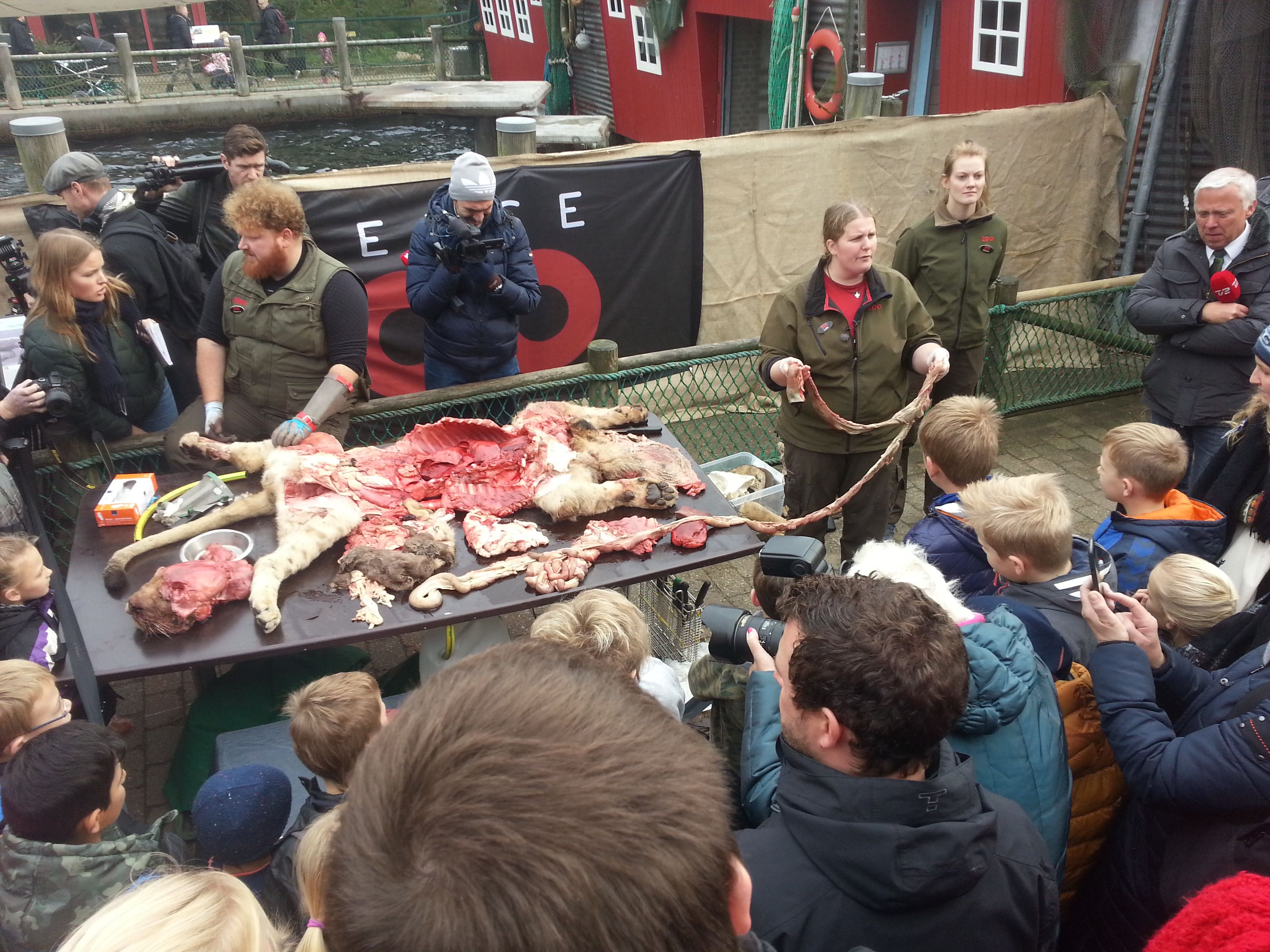 Odense Zoo’s lion dissection leaves children more fascinated than horrified