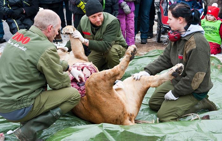 Odense Zoo preparing for another lion dissection