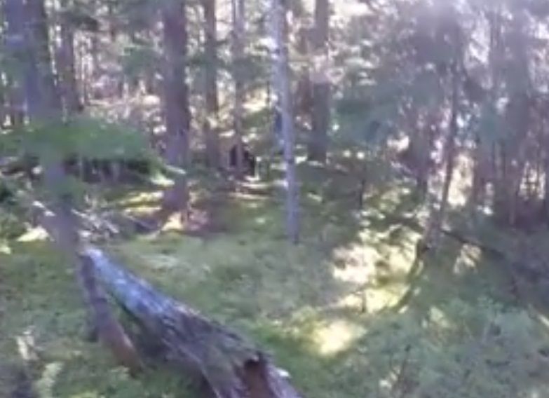 Danish champion runner chased by bear in Canada