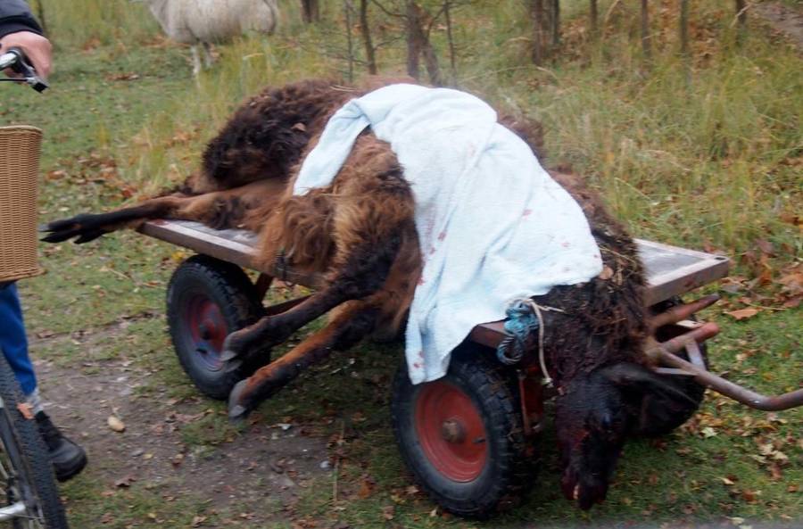 Alpaca brutally mistreated in Copenhagen