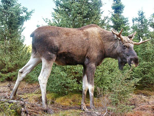 Moose returns to Denmark