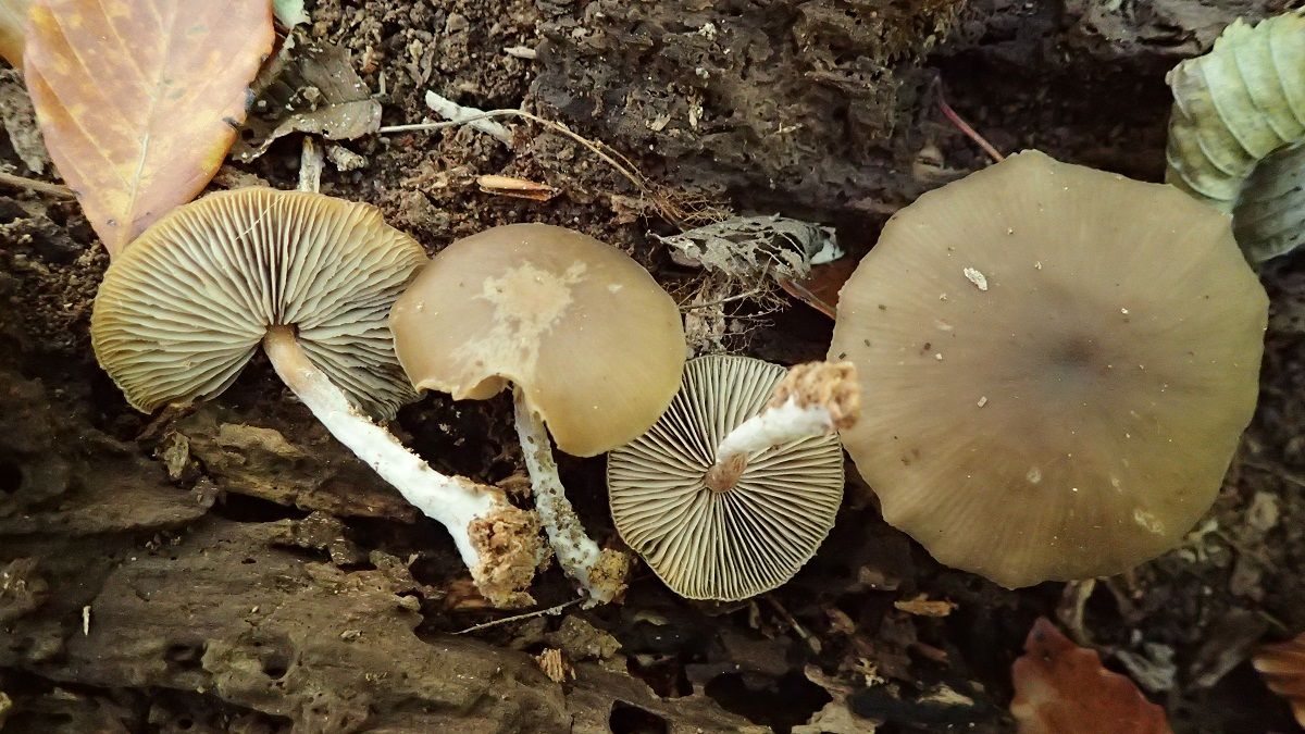 New mushroom discovered in ancient Danish forest