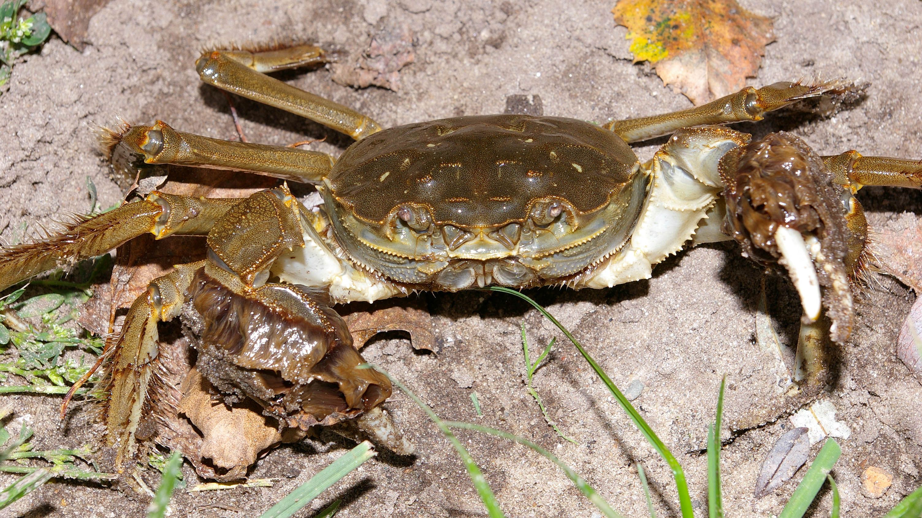 Invasive Chinese mitten crab found in Danish fjord