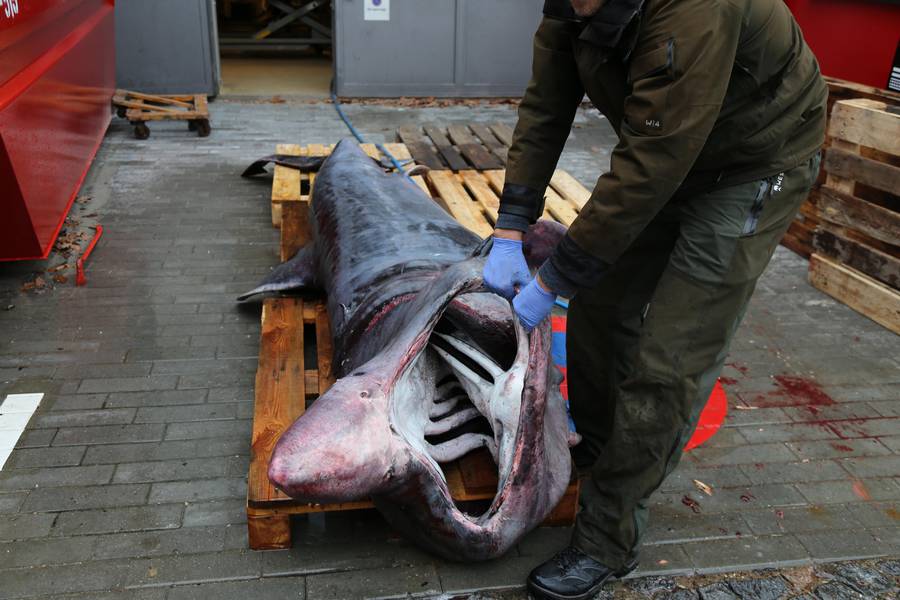 Massive shark caught off Danish coast