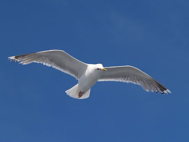 Farmers would terminate gulls with extreme prejudice