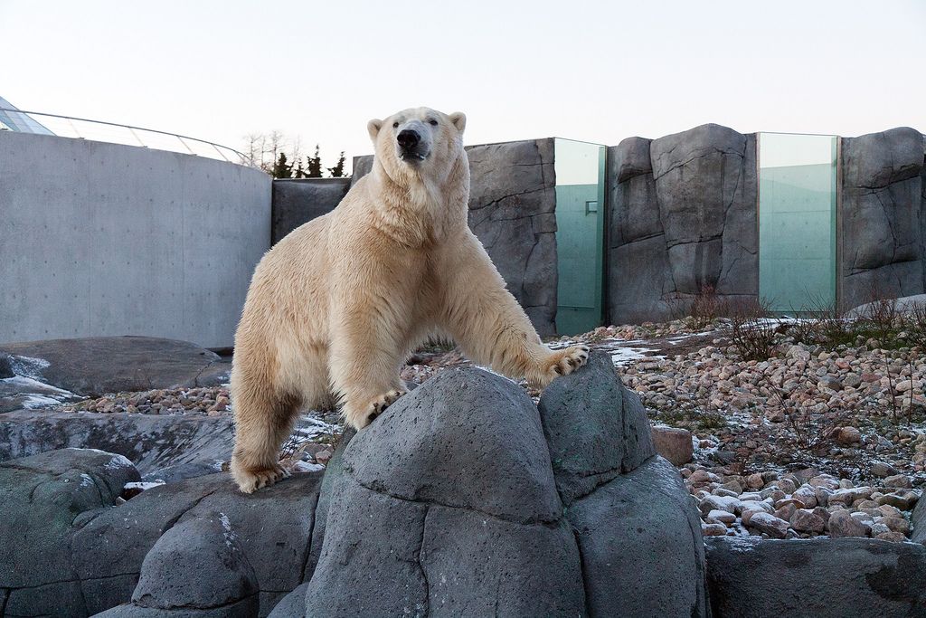 Man jumped into polar bear enclosure at Copenhagen Zoo