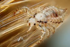 Head lice outbreak in central and west Jutland