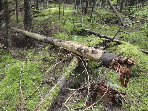 Danish forests withstood another strong storm
