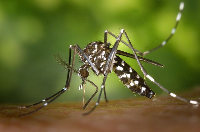 First Dane stricken with the Zika virus