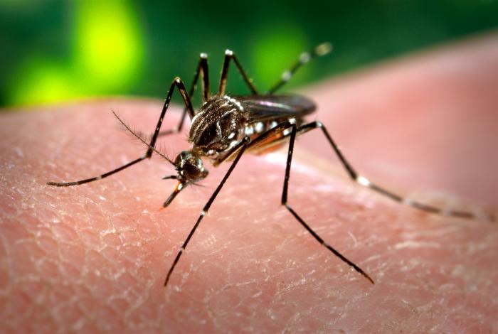Zero Zika risk to Denmark, says University of Aarhus professor