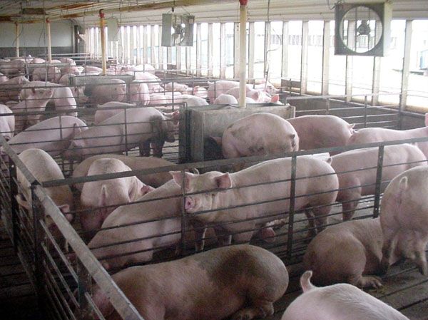 Growing number of Danish pigs suffering from ulcers