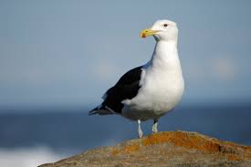 Aarhus Municipality mulling plans to shoot noisy gulls