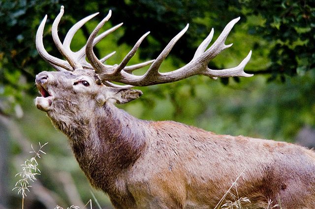 Deer running amok in Denmark
