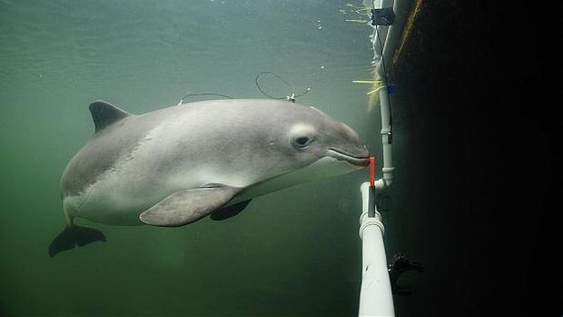 Noted porpoise dies at research centre