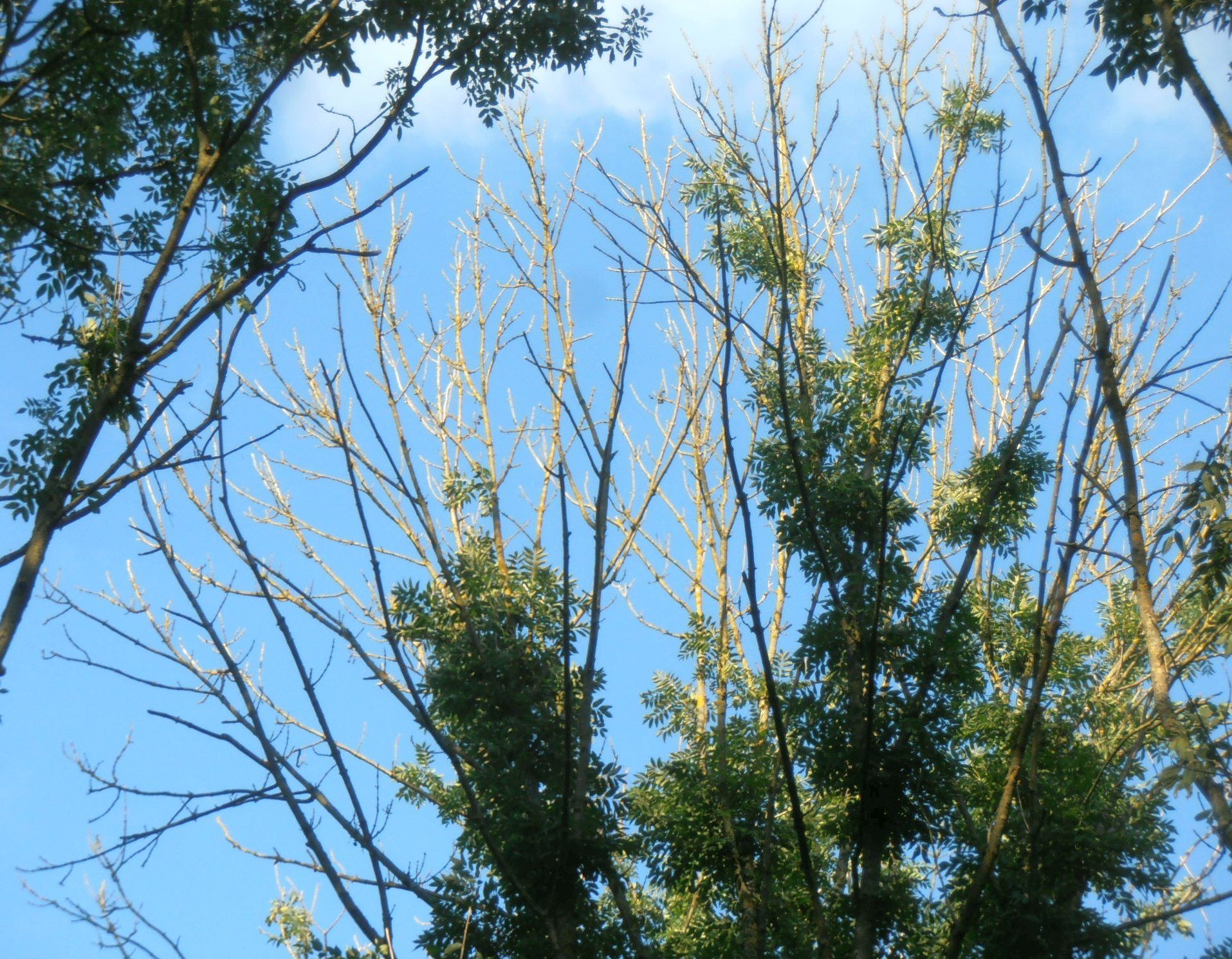 Danish ash trees facing extinction