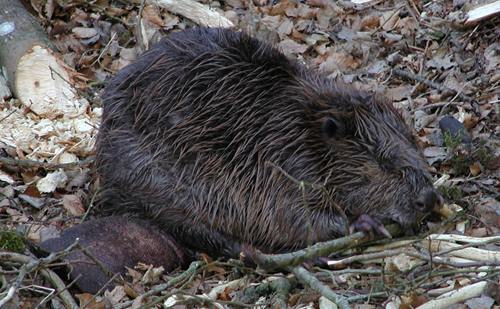 Beavers flourishing in Jutland