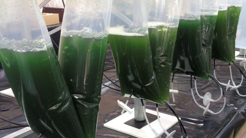 Danish research: Microalgae could help produce medicine more efficiently