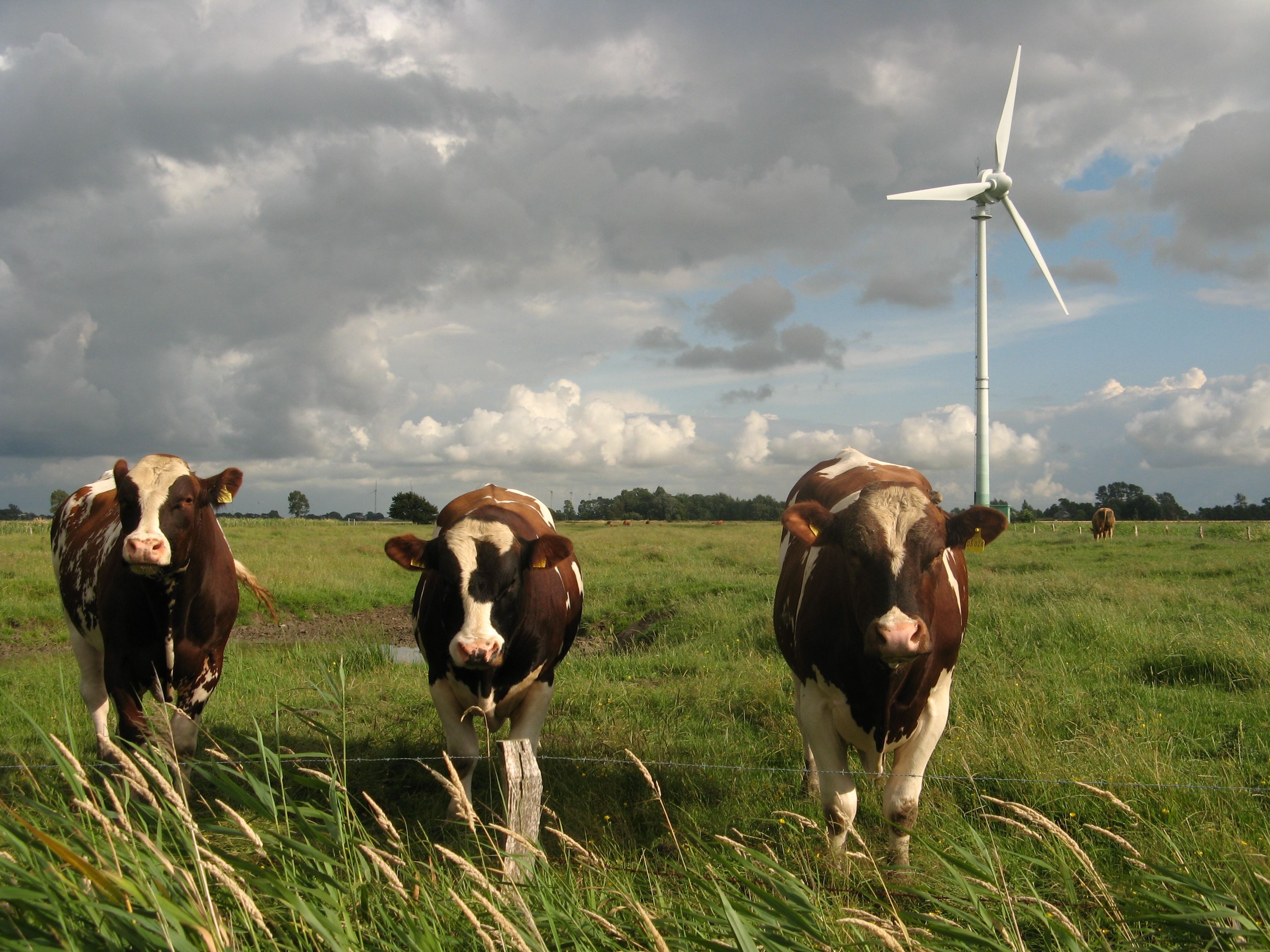 Wind turbines earmarked for growth in Zealand