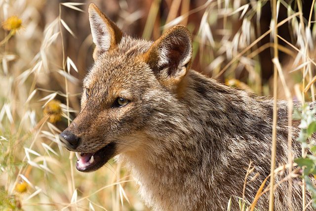 Live wild jackal spotted in northern Jutland - The Post