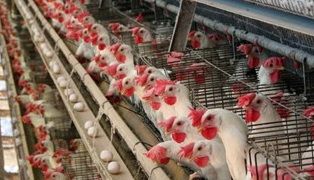Dropping battery cage eggs not necessarily good, says professor