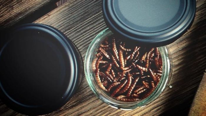Danish company wants to put ‘insect snacks’ in your local grocery