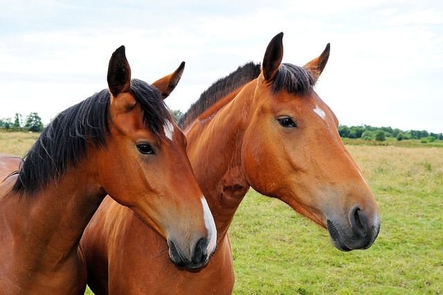 Dane accused of fraud in British horsemeat scandal
