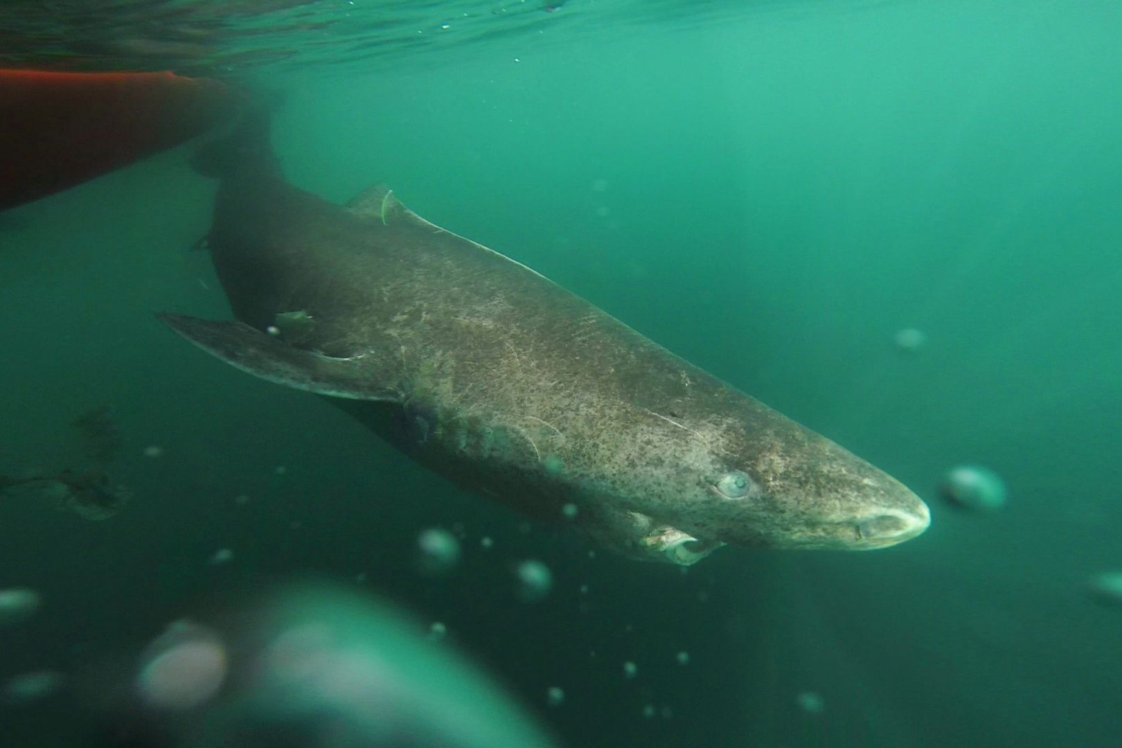 Greenland shark documented as being the oldest living vertebrate