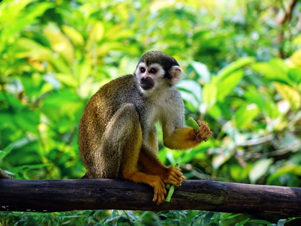 Troop of monkeys escapes from enclosure at Odense Zoo