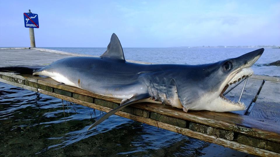 Shark washes ashore near Copenhagen
