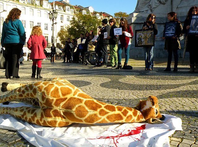Baby giraffe born at the Copenhagen Zoo could meet the same fate as Marius