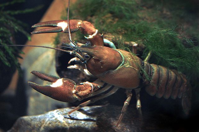 Killer crayfish found in Denmark’s longest river