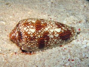 Not just a pretty face, cone snails turned out to be quite useful (photo: Richard Ling)