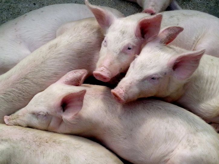 At least 2,700 pigs lost in Danish barn fire