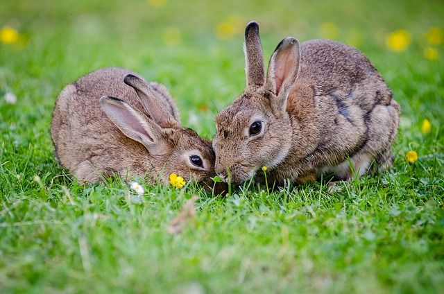 Danish island hit by rabbit plague