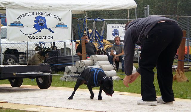Danish dog owner threatened for participating in weight-pulling competition