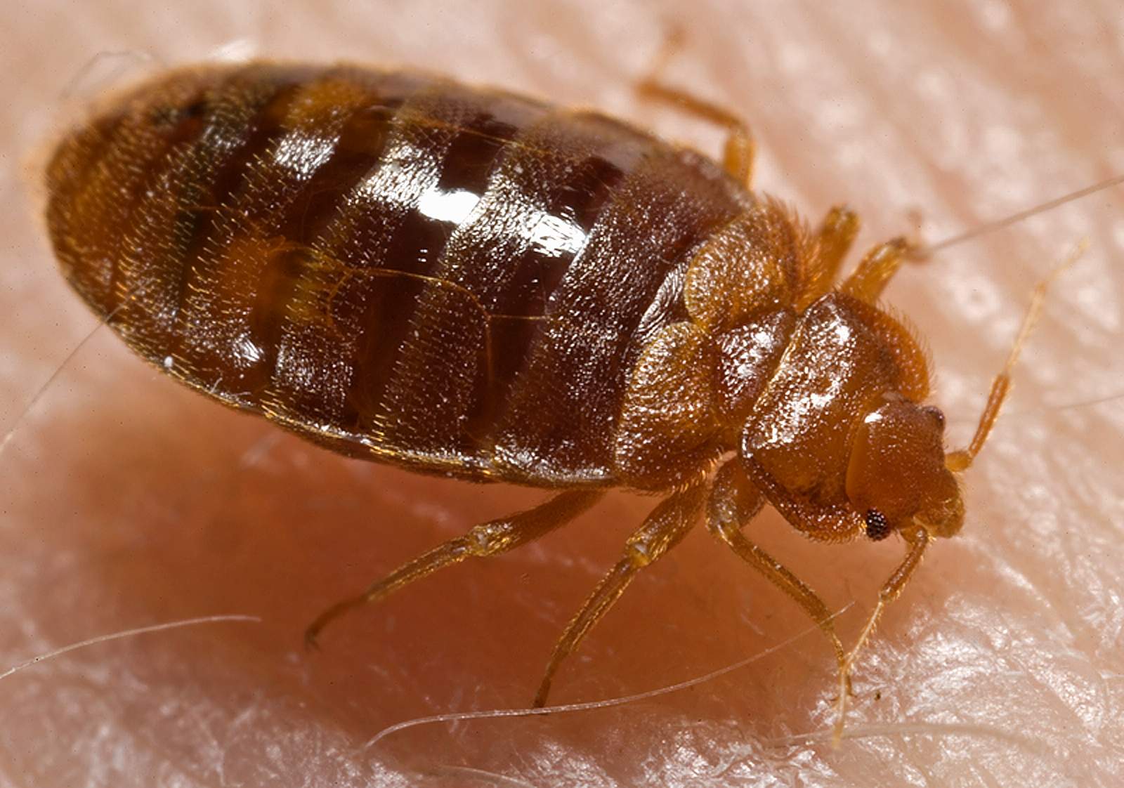 Record numbers of bedbugs in Denmark