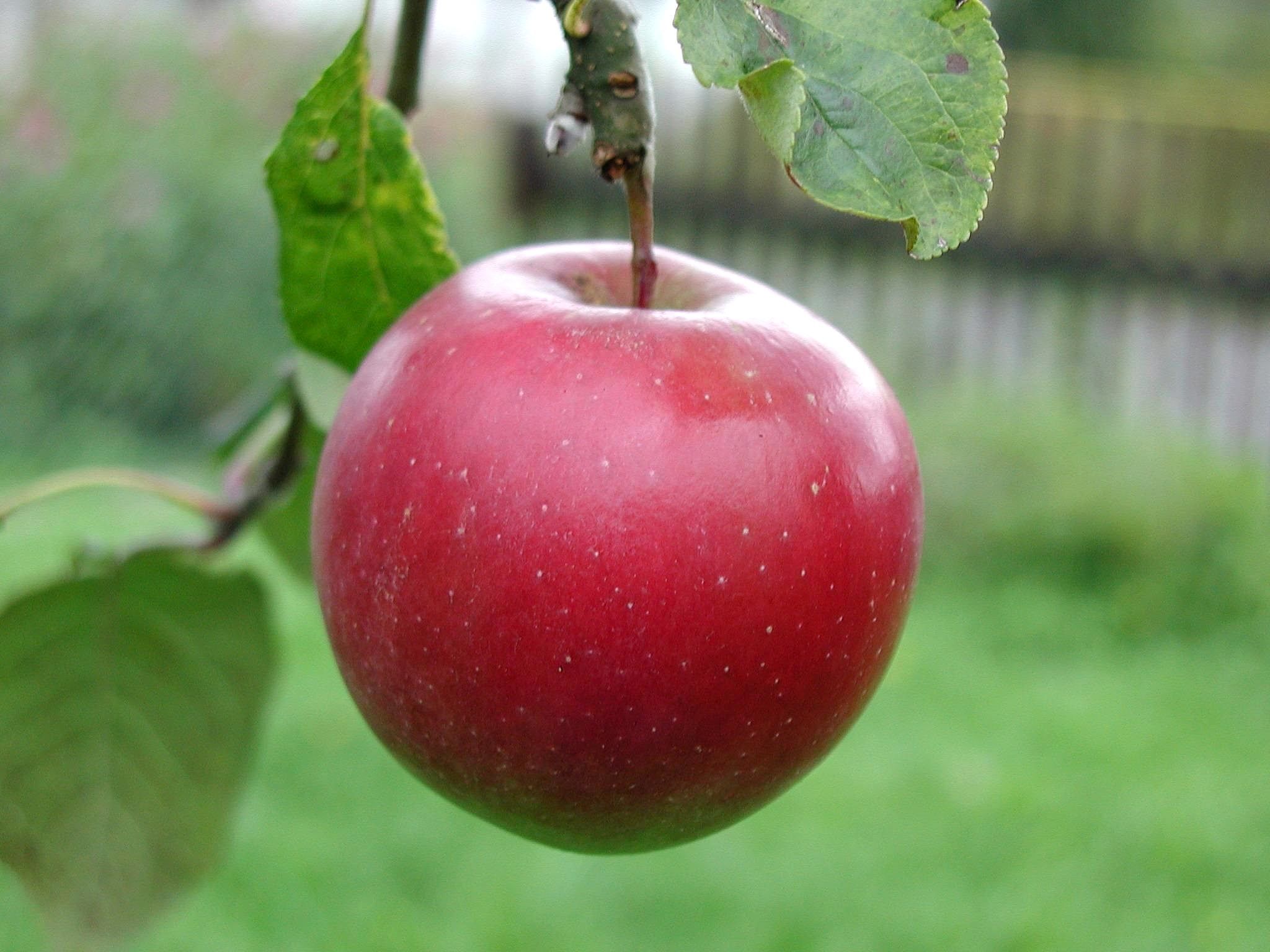 Lousy summer weather boosts Danish apple harvest