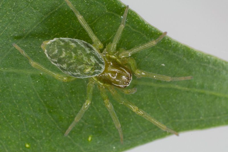 Climate change bringing new spiders north to Denmark